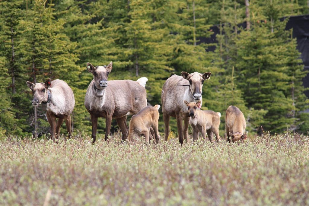Caribou are shown in an undated handout photo. Four First Nations in Manitoba are working with the provincial and federal governments to establish a new protected area in the Seal River Watershed.