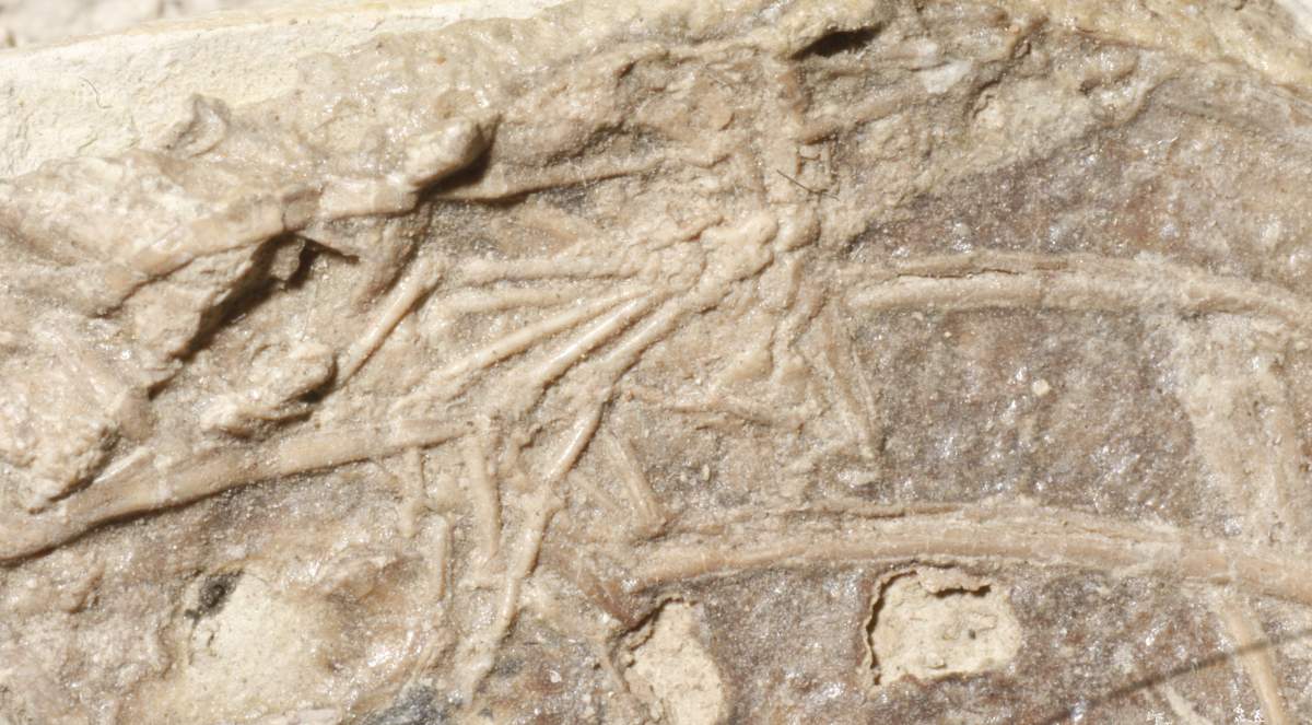 A mammal foot among the ribs of Microraptor.