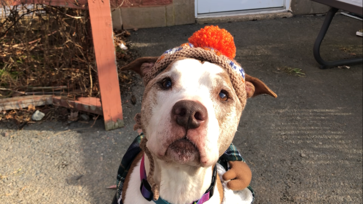 Stella, with the Palliative Care Program at the Nova Scotia SPCA.