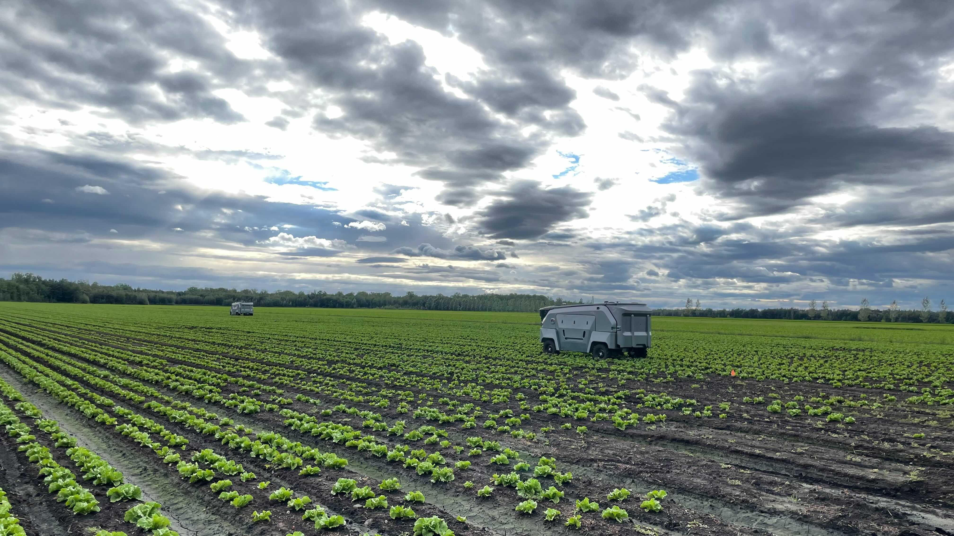 robots in a field