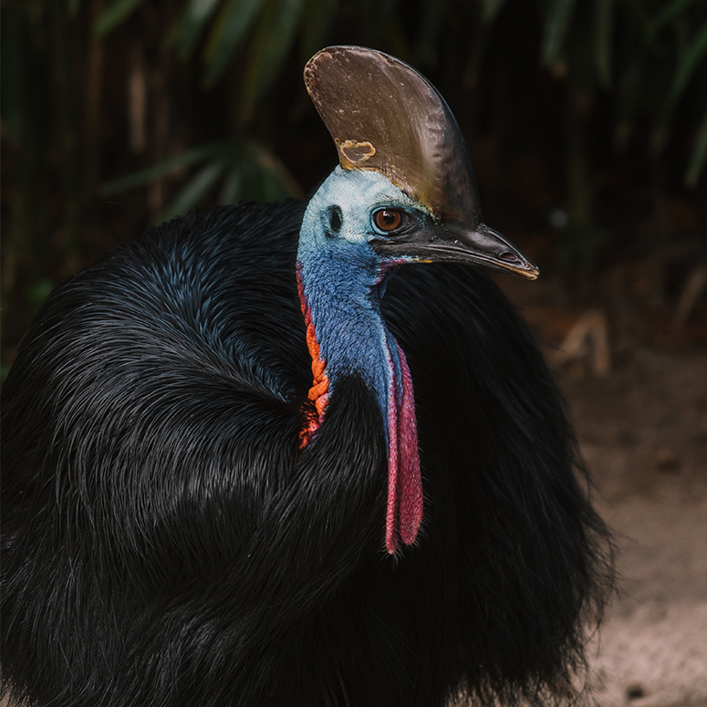 Close up of a cassowary