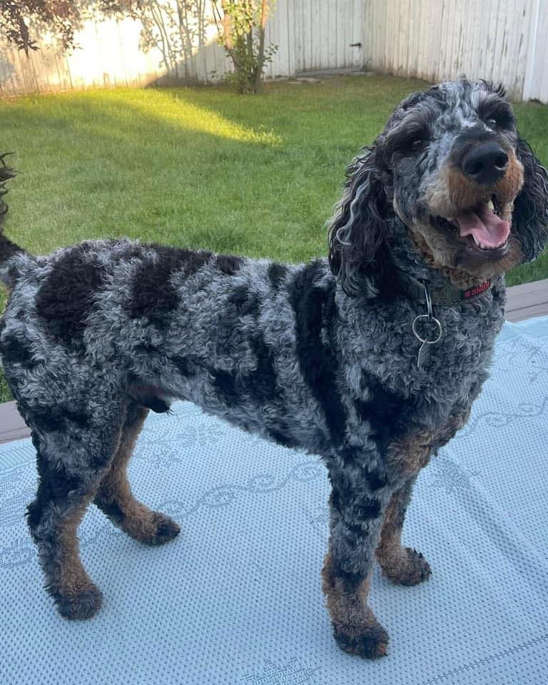 11-month-old Noble.