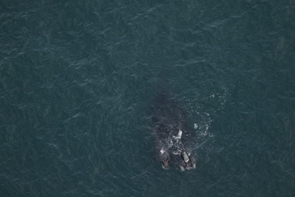Whale 1711, 36.