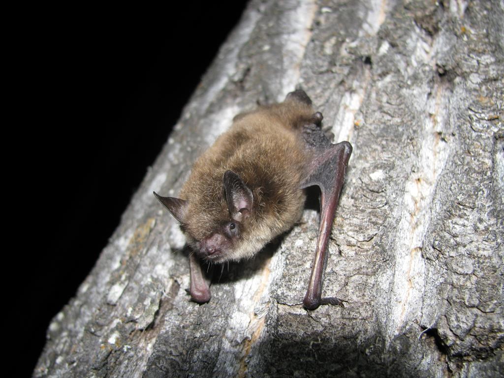 A Little Brown Bat is shown in a handout photo.