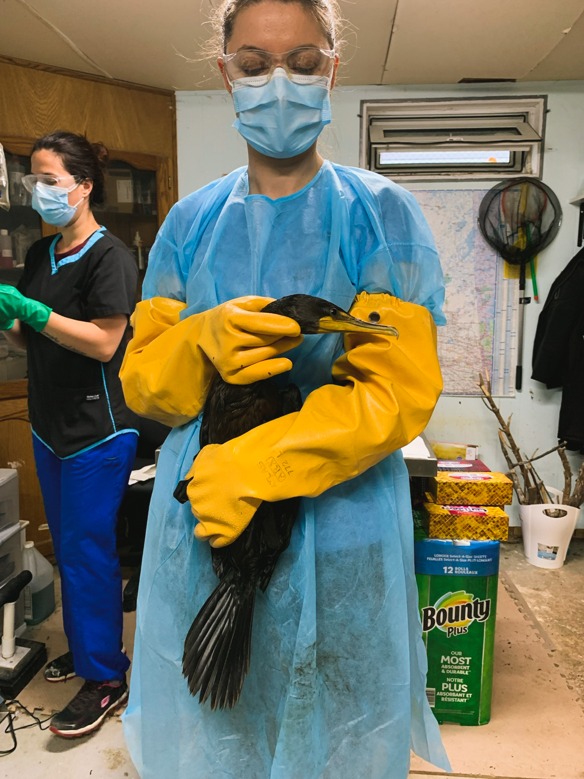 Regina wildlife rehab seeks donations to upgrade facility, offers wildlife safety tips - image