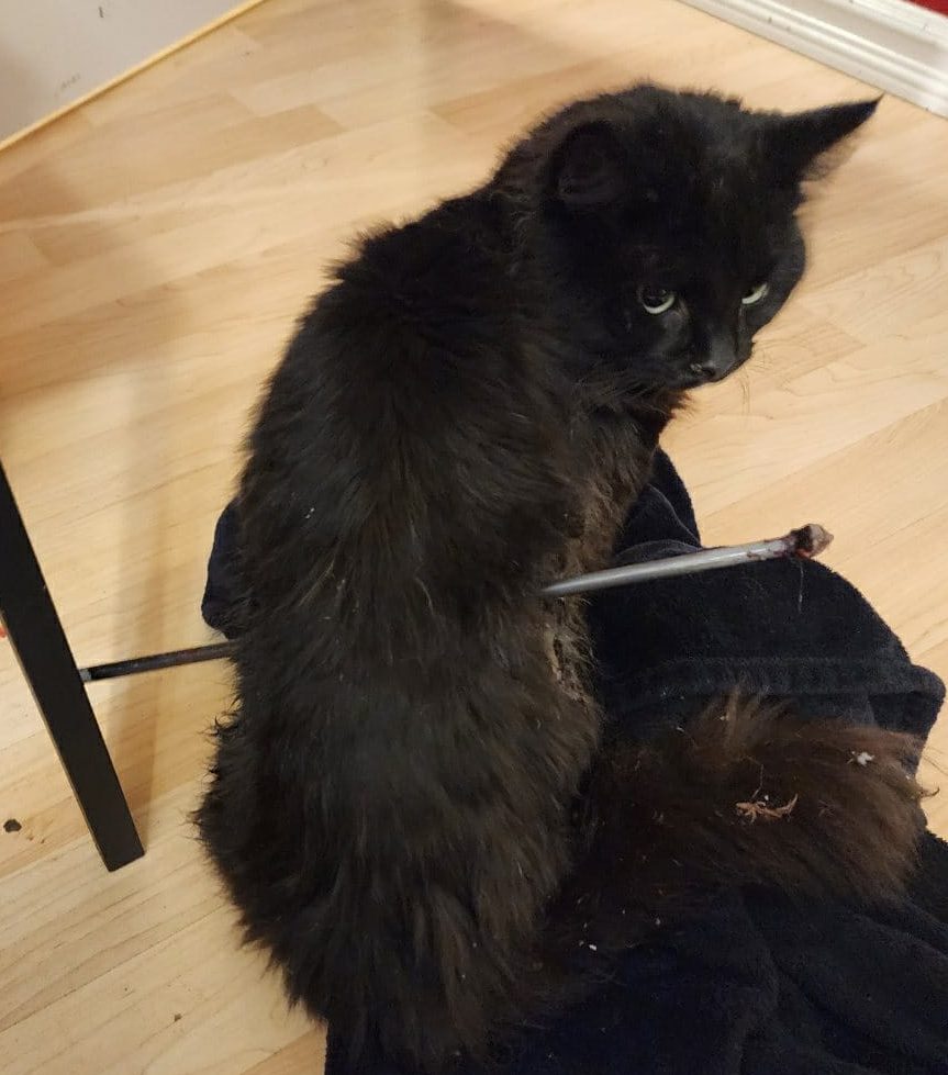 A family cat named Milo is recovering after being shot with an arrow while missing from his family's home in north Edmonton in January 2023.