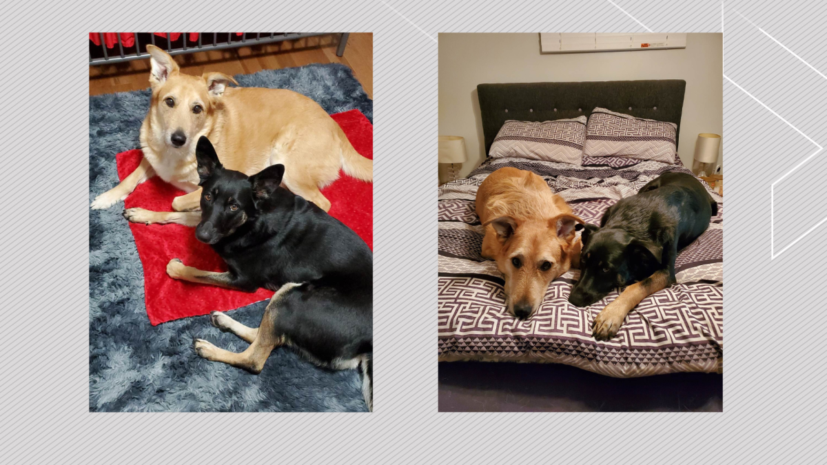 Megan Copeland's dogs, Willow and Henry, were sent to the wrong airport and left in their crates for 20 hours. 