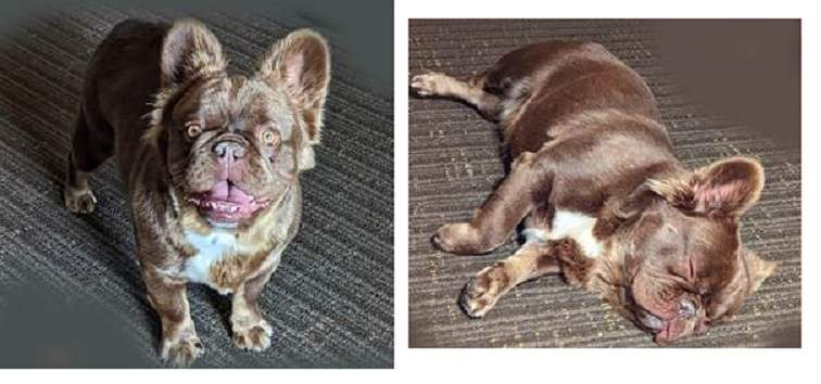 Whisper the dog was taken during a break-and-enter at her Kamloops B.C. home.