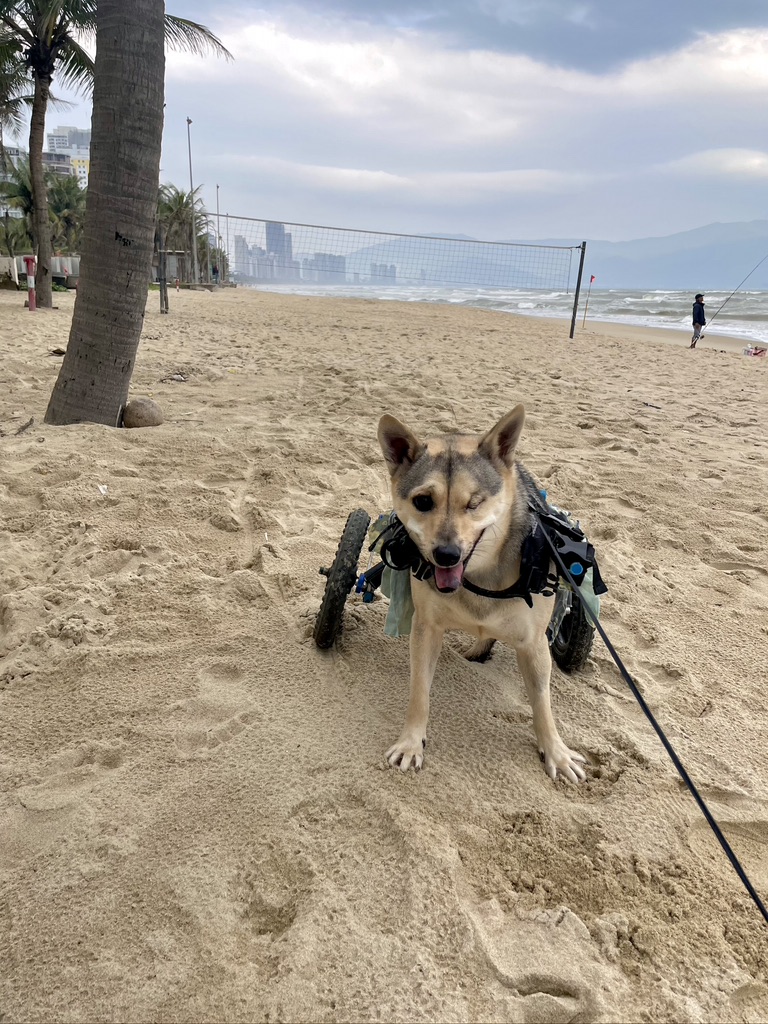 Puppy love: N.B. woman works to bring home rescue dog from Vietnam - image