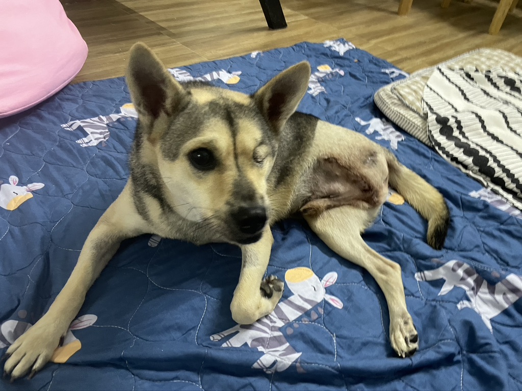 Puppy love: N.B. woman works to bring home rescue dog from Vietnam - image