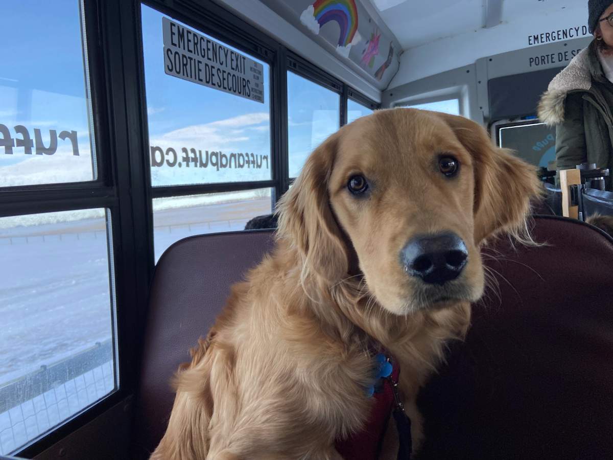 An animal hospital in Guelph is hosting a blood donor clinic for dogs.