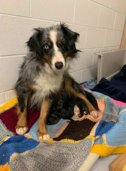 Mom Noelle was found in a freezing cold basement chained to the wall.