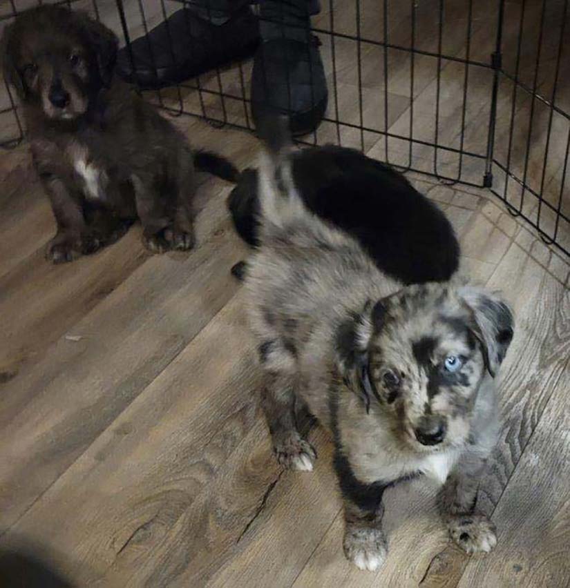 Some of the puppies at their foster home.