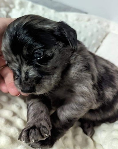 One of the puppies.