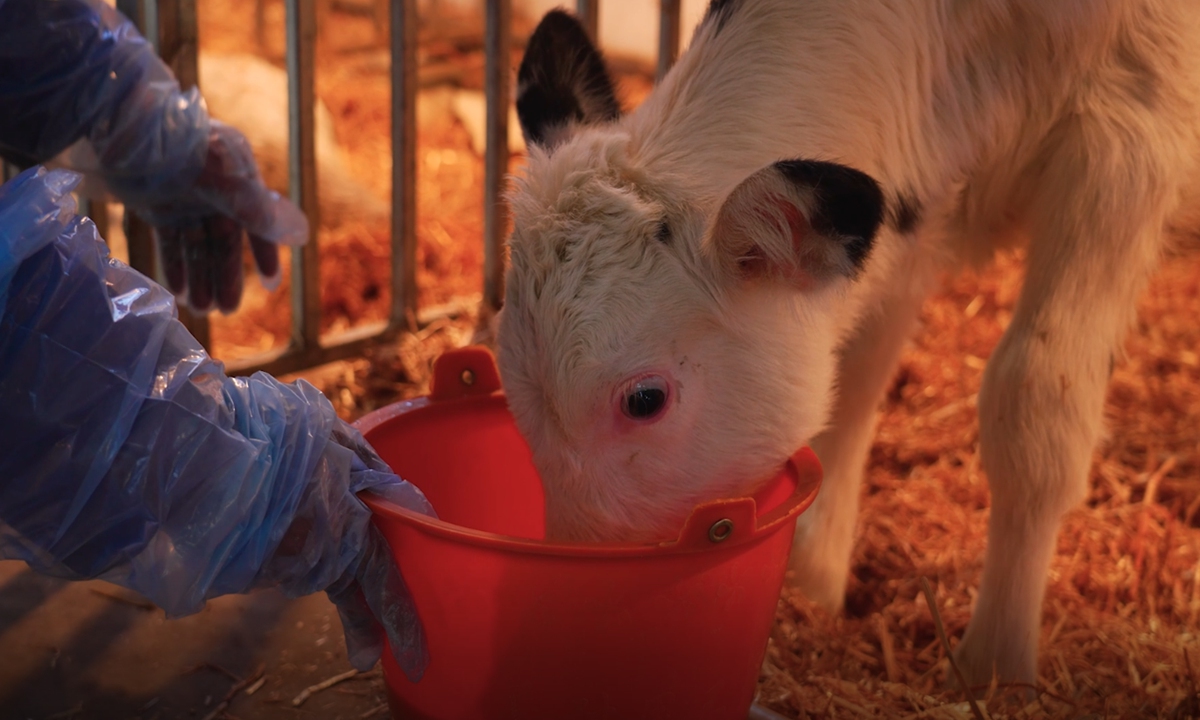 A newborn super cow at a farm in Northwest China's Ningxia Hui Autonomous Region.