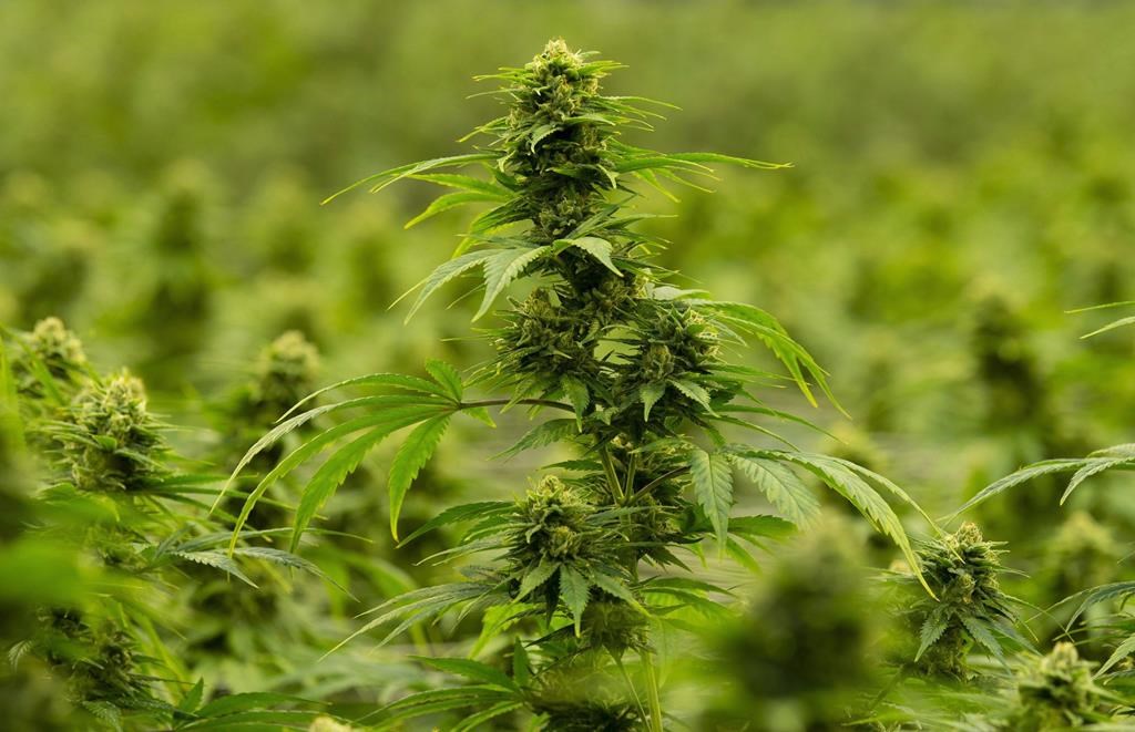 Indigenous leaders in B.C. are calling for amendments to be made to the Cannabis Act.