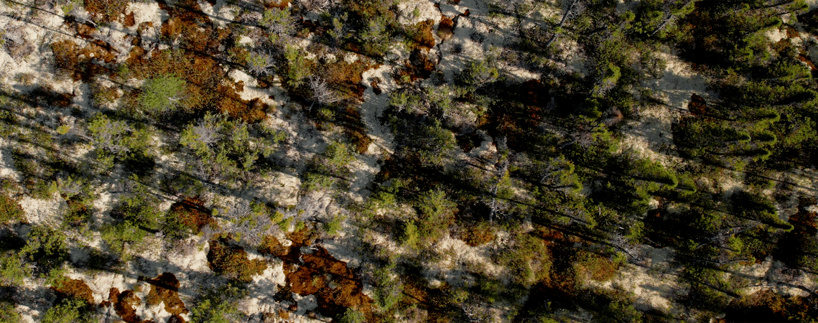 Treasure, conflict, and survival in Canada’s peatlands - image