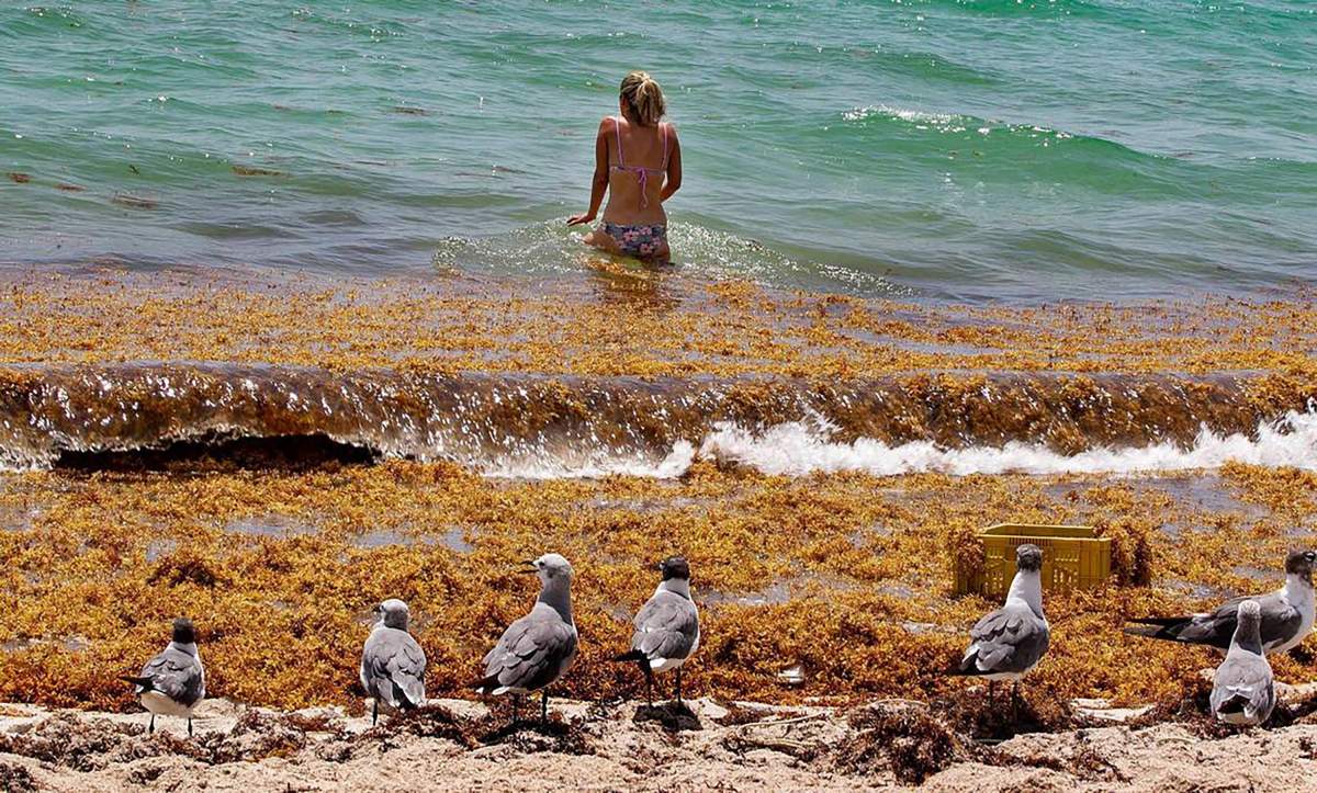A woman crosses hordes of sargassum to the water.