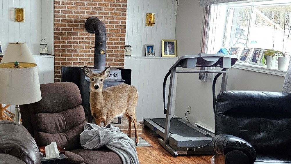 A deer broke through a window into a Hampton, N.B., home Wednesday, leaving a trail of destruction.