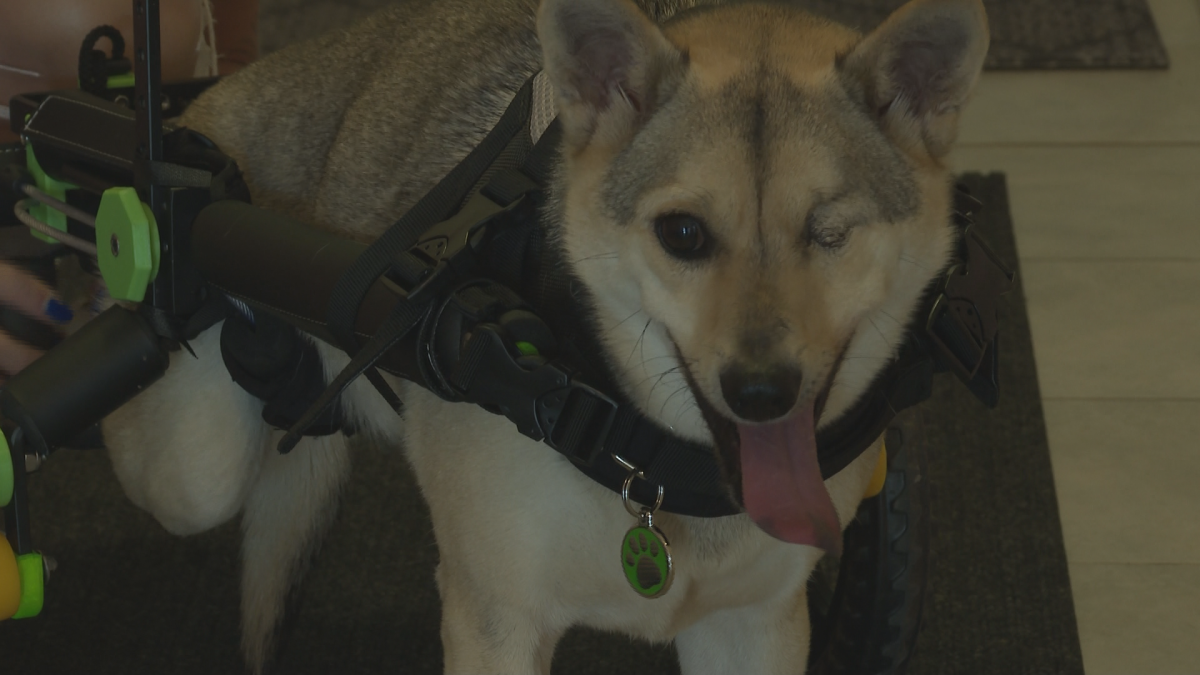 He has been through a lot including losing one eye and one of his hind legs, but that doesn’t dampen his curiosity or spirit.