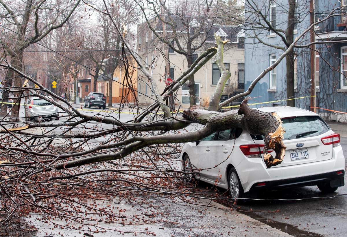 A fallen tree is shown on a care following an ice storm in Montreal, Thursday, April 6, 2023.