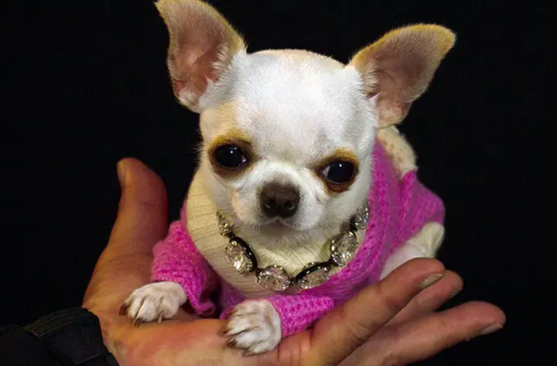 Pearl in a purple sweater and jeweled collar.