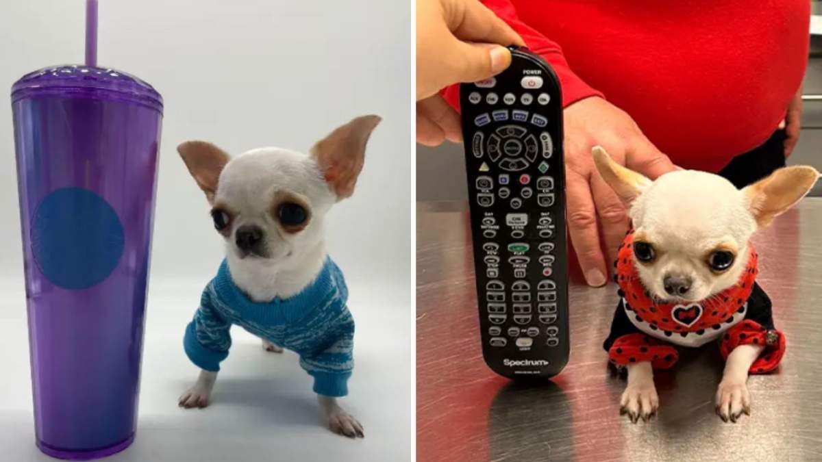 A split photo. On the left is Pearl next to a travel mug. On the right is Pearl next to a TV remote.