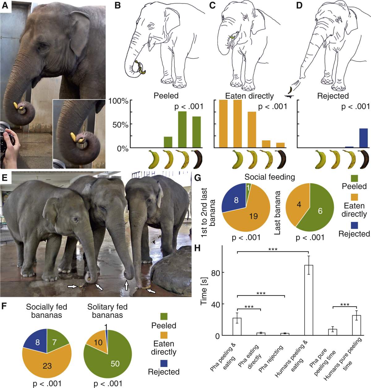 An infographic from a study in Current Biology showing how Pang Pha the elephant peels bananas and at what rate, depending on the colour of the banana.