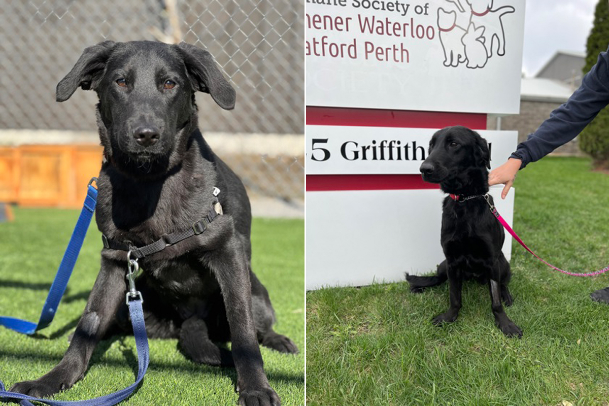 Hope and Glory are looking for new homes, according to the Humane Society.