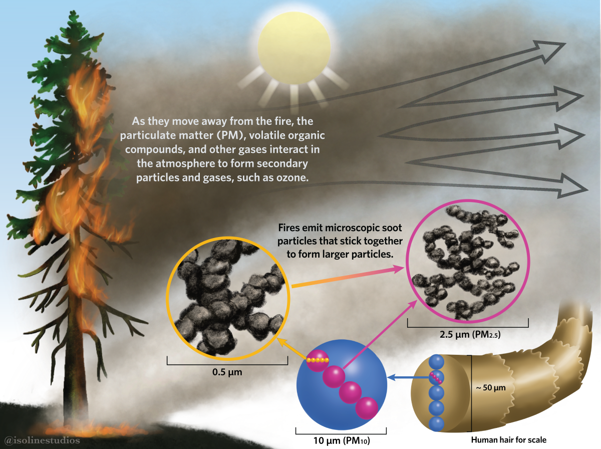 Composition of wildfire smoke - particulate matter PM2.5