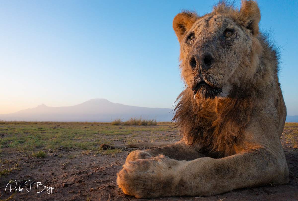 Loonkiito the lion. He is laying on the dirt.