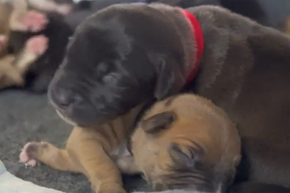 Two of the 13 puppies who were born a few weeks ago.