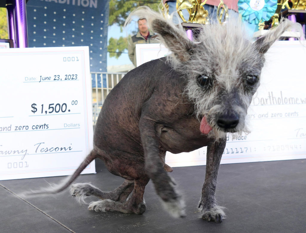 Scooter sits on stage. His hind legs face the wrong way.