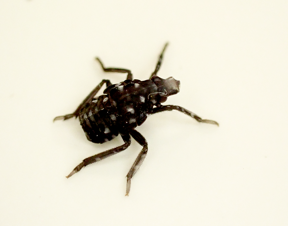 Baby spotted lanternfly
