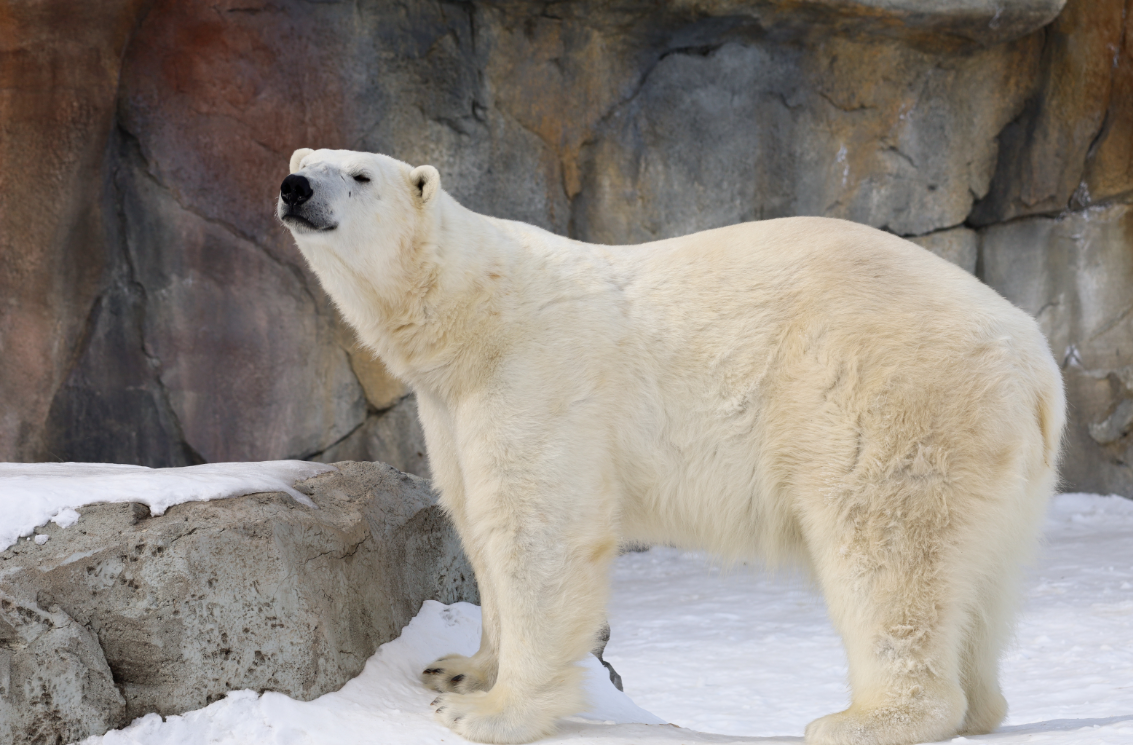 Baffin the polar bear