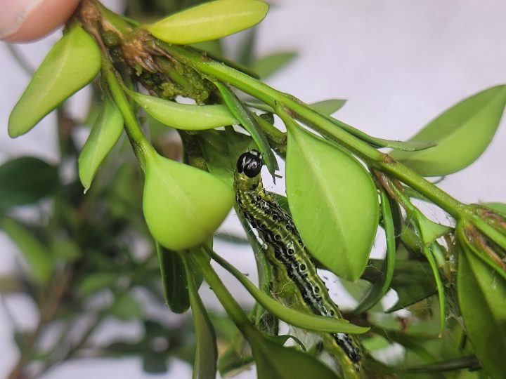 Box tree moth