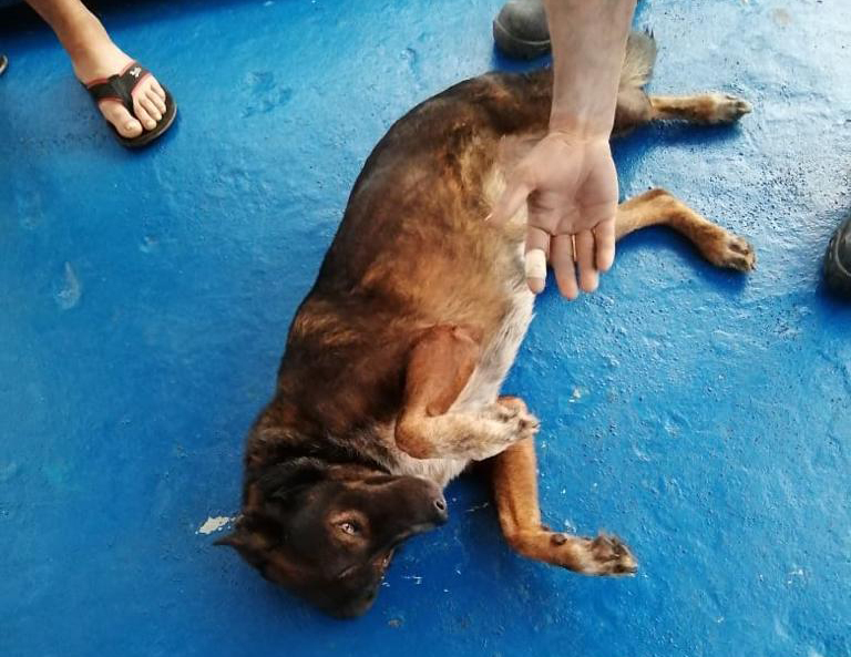 In this photo provided by Grupomar/Atun Tuny, Bella the dog belonging to Australian Tim Shaddock rolls on the deck after both were rescued by a Mexican tuna boat in international waters, after being adrift for three months. Haddock and Bella were aboard his incapacitated catamaran Aloha Toa some 1,200 miles from land when they were rescued.