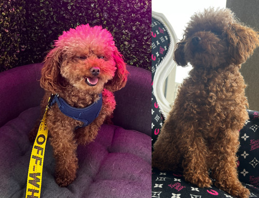 Photos of Louie the dog, recovered by his owner following a harrowing carjacking in Oakville July 18, 2023.