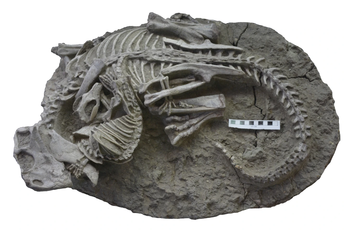 The dinosaur and mammal fossil.