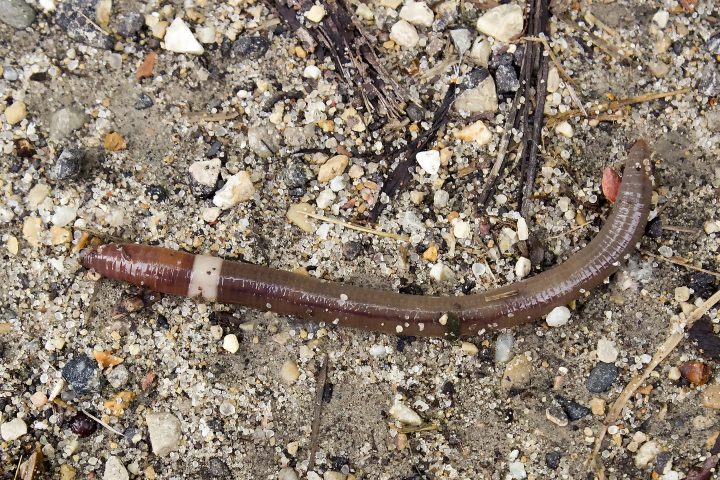 Jumping Worms