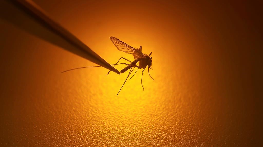 File photo of a biologist examining a mosquito.