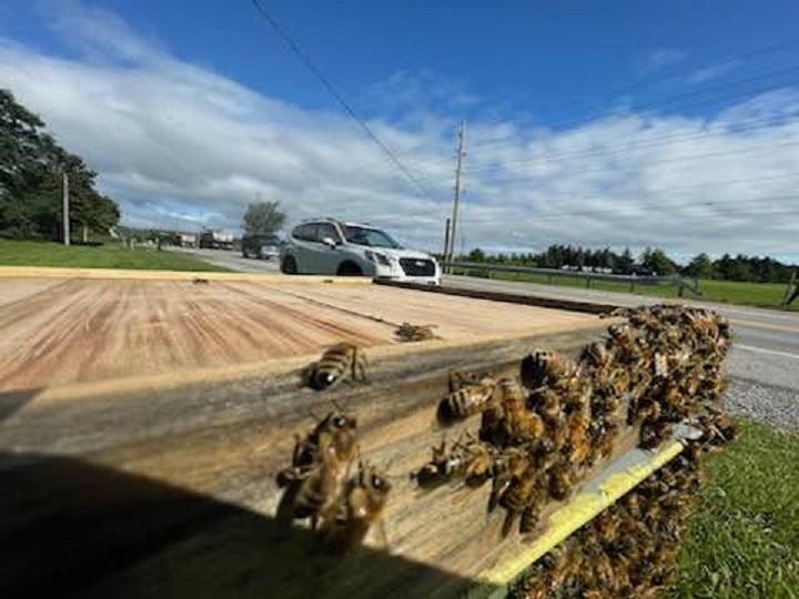 Crews cleanup after a large load of bees fell off a truck in Burlington on Aug. 30, 2023.