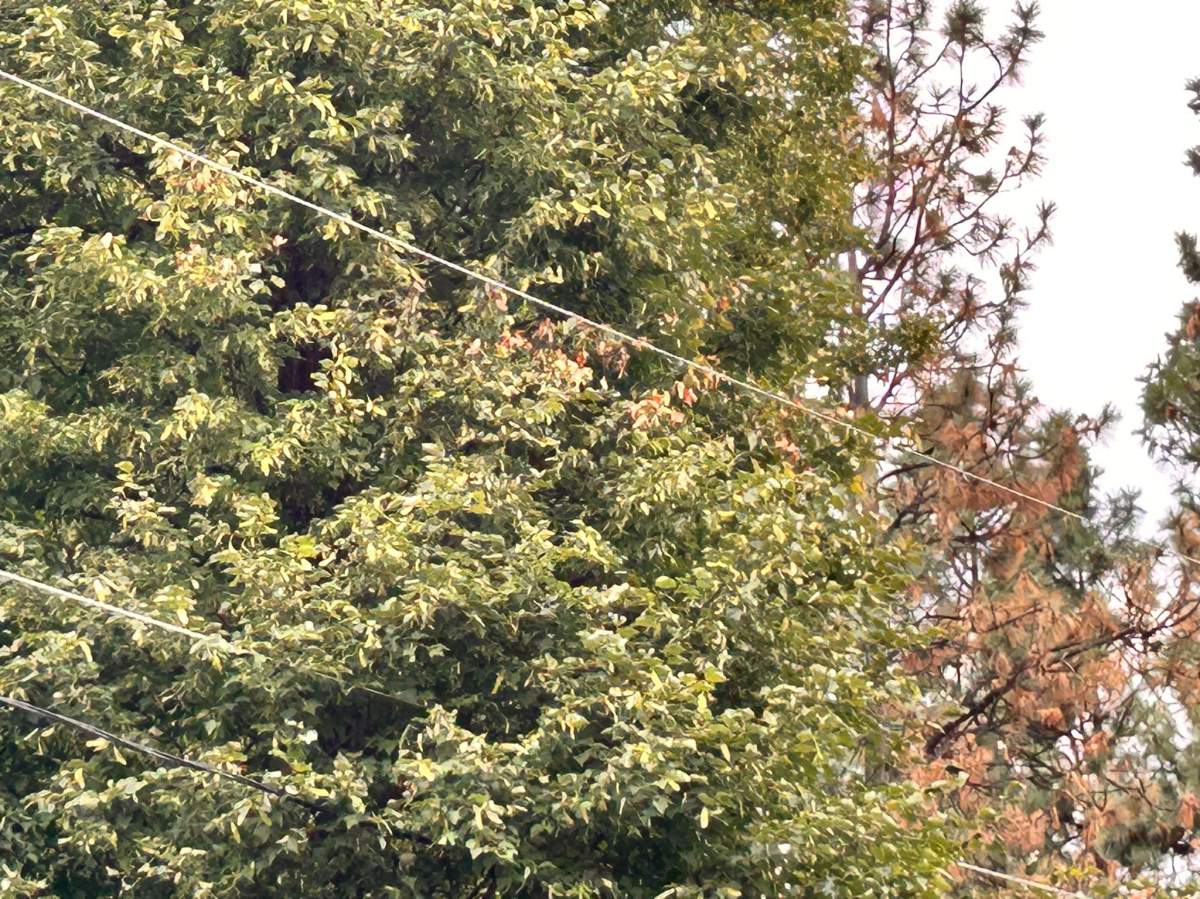 Fortis said the branches of the tree came so close to the powerline, some of the leaves were burnt.