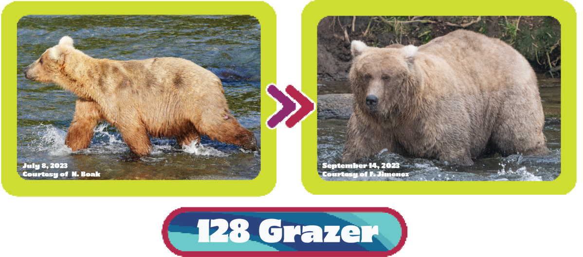 128 Grazer fat bear week