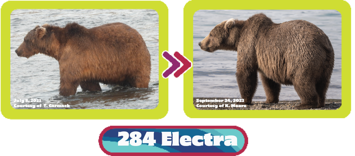 284 Electra fat bear week