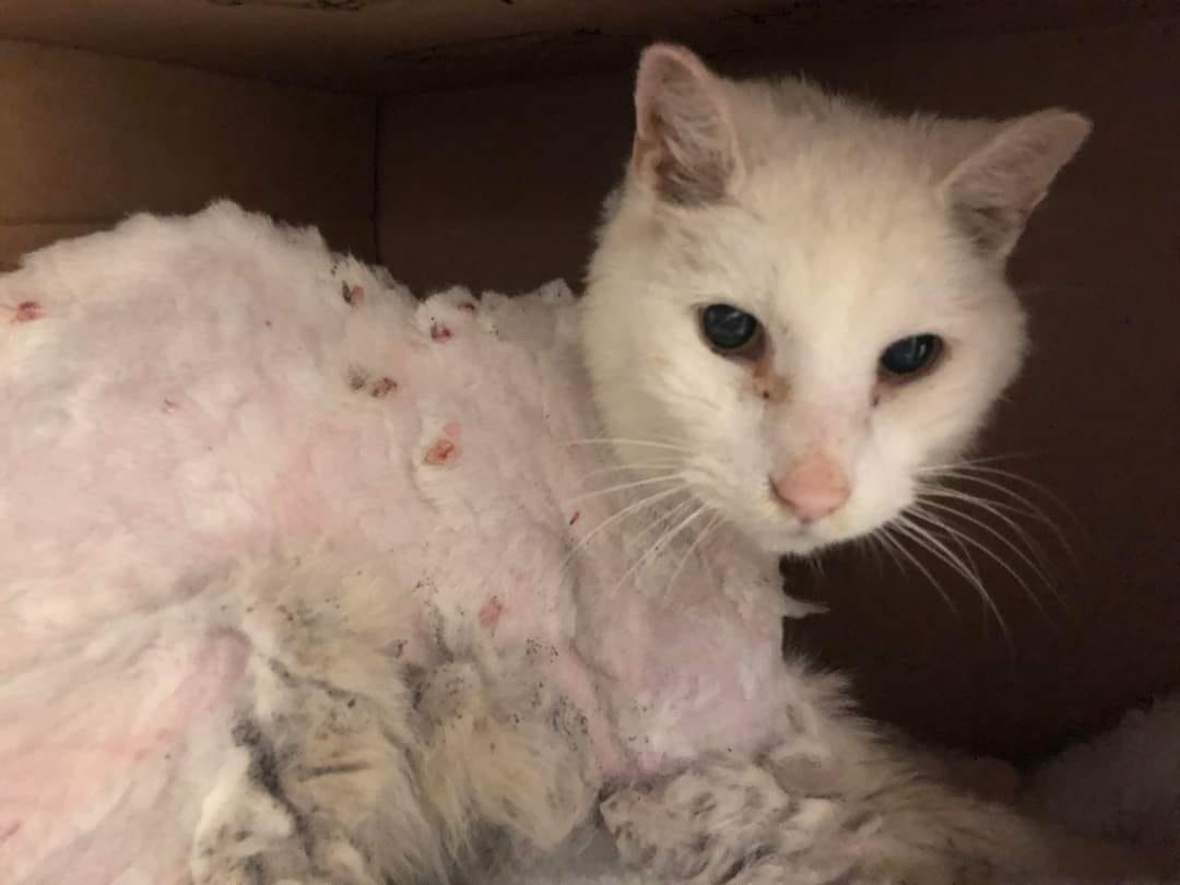 The missing cat had incredibly matted fur and was anemic from all the flea bites.