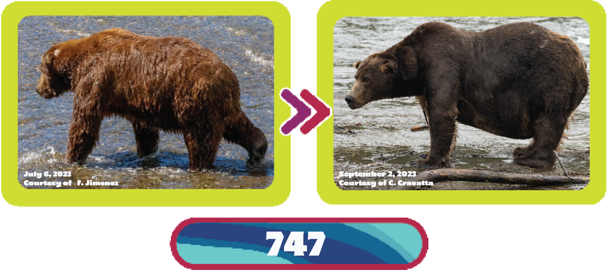 747 fat bear week