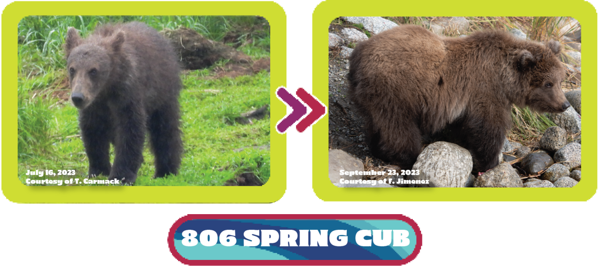 806 Jr. Fat bear week