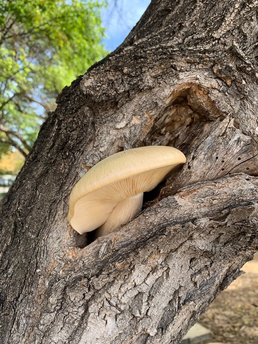 Oyster mushrooms (a Hypsizygus ulmarius pictured here) are among commonly-found groups in Manitoba that are good for beginners, mushroom enthusiast Tom Nagy says. “These will grow on largely deciduous hardwood trees. They have a white cap with gills that are decurrent, and so they grow slightly down the stem with a short stalk.”