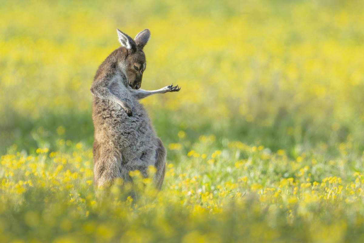 a kanagroo in a field